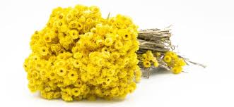 Altin Otu – Doğal Bitkisel Ürün | Geleneksel Aktar Kalitesi