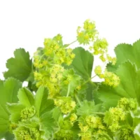 Aslan Pençesi Otu – Doğal Bitkisel Ürün | Geleneksel Aktar Kalitesi