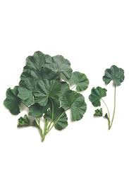 Ebegümeci̇ Yeşi̇l – Doğal Bitkisel Ürün | Geleneksel Aktar Kalitesi