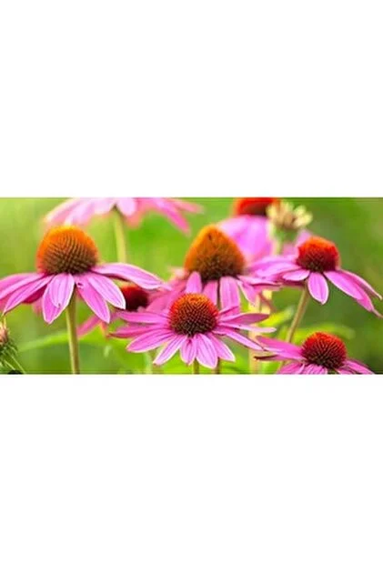 Eki̇nezya Çi̇çek – Doğal Bitkisel Ürün | Geleneksel Aktar Kalitesi