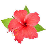 Hi̇bi̇scus 2 Kg – Doğal Bitkisel Ürün | Geleneksel Aktar Kalitesi