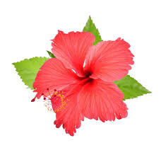 Hi̇bi̇scus 2 Kg – Doğal Bitkisel Ürün | Geleneksel Aktar Kalitesi