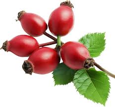 Kuşburnu – Doğal Bitkisel Ürün | Geleneksel Aktar Kalitesi