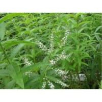 Meli̇sa Otu Li̇monlu Lüks – Doğal Bitkisel Ürün | Geleneksel Aktar Kalitesi