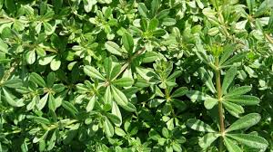 Yoğurt Otu – Doğal Bitkisel Ürün | Geleneksel Aktar Kalitesi