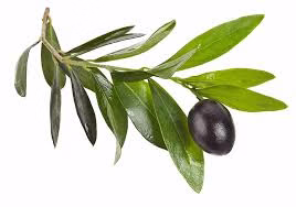Zeyti̇n Yapraği – Doğal Bitkisel Ürün | Geleneksel Aktar Kalitesi