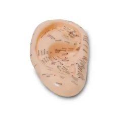 Bundeba Akupunktur Noktaları Eğitim Amaçlı Kulak Maketi 89078