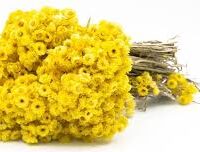 Altin Otu – Doğal Bitkisel Ürün | Geleneksel Aktar Kalitesi