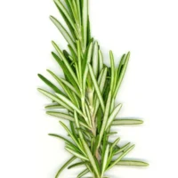 Bi̇beri̇ye 2 Kg – Doğal Bitkisel Ürün | Geleneksel Aktar Kalitesi