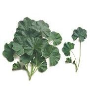 Ebegümeci̇ Yeşi̇l – Doğal Bitkisel Ürün | Geleneksel Aktar Kalitesi