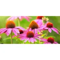 Eki̇nezya Çi̇çek – Doğal Bitkisel Ürün | Geleneksel Aktar Kalitesi