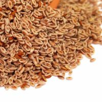 Karniyarik Tohumu – Doğal Bitkisel Ürün | Geleneksel Aktar Kalitesi