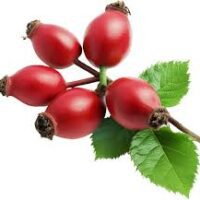 Kuşburnu – Doğal Bitkisel Ürün | Geleneksel Aktar Kalitesi