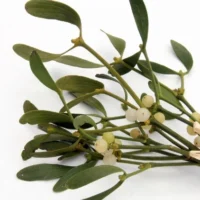 Ökse Otu – Doğal Bitkisel Ürün | Geleneksel Aktar Kalitesi