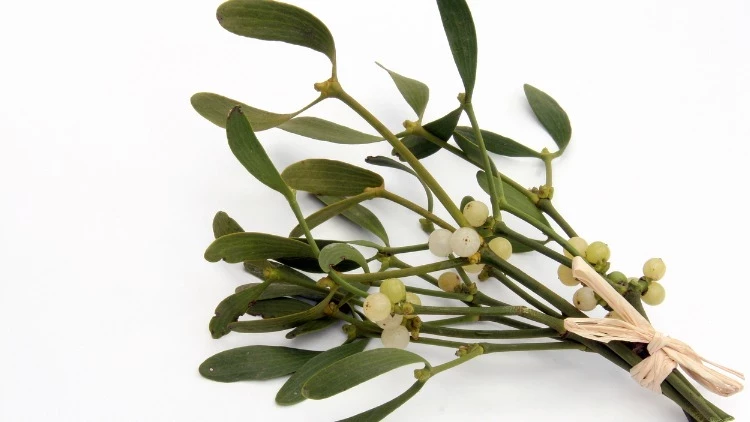 Ökse Otu – Doğal Bitkisel Ürün | Geleneksel Aktar Kalitesi