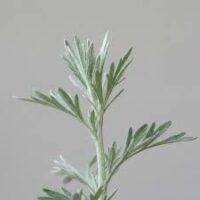 Peli̇n Otu – Doğal Bitkisel Ürün | Geleneksel Aktar Kalitesi