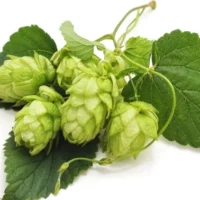 Şerbetçi̇ Otu – Doğal Bitkisel Ürün | Geleneksel Aktar Kalitesi