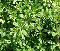 Yoğurt Otu – Doğal Bitkisel Ürün | Geleneksel Aktar Kalitesi