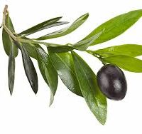 Zeyti̇n Yapraği – Doğal Bitkisel Ürün | Geleneksel Aktar Kalitesi